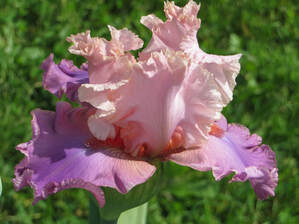 Picture